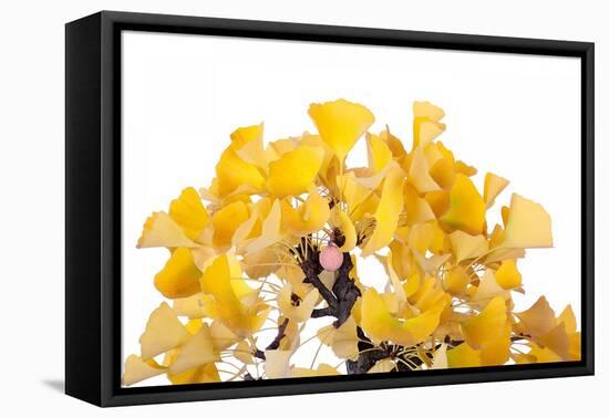 Bonsai Ginko Biloba-Fabio Petroni-Framed Premier Image Canvas