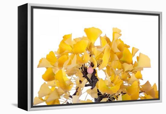 Bonsai Ginko Biloba-Fabio Petroni-Framed Premier Image Canvas