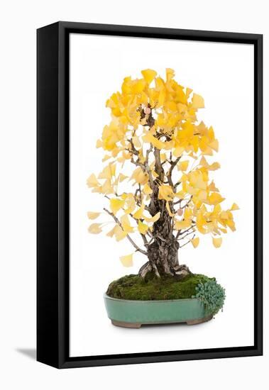 Bonsai Ginko Biloba-Fabio Petroni-Framed Premier Image Canvas