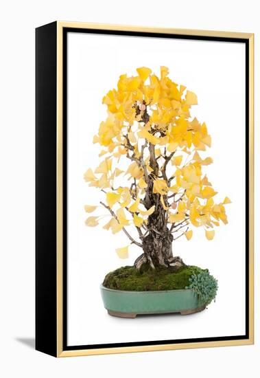 Bonsai Ginko Biloba-Fabio Petroni-Framed Premier Image Canvas