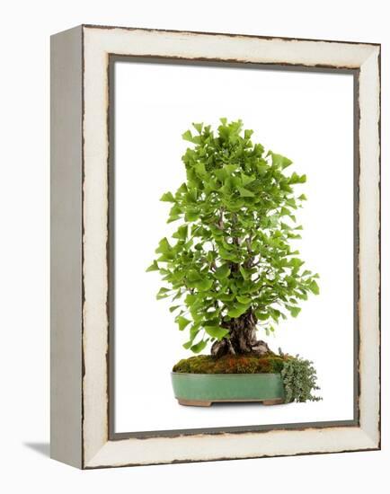 Bonsai Ginko Biloba-Fabio Petroni-Framed Premier Image Canvas