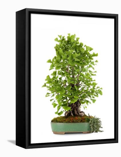 Bonsai Ginko Biloba-Fabio Petroni-Framed Premier Image Canvas