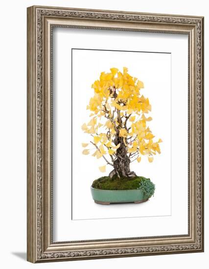 Bonsai Ginko Biloba-Fabio Petroni-Framed Photographic Print