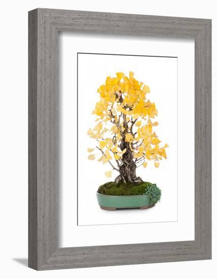 Bonsai Ginko Biloba-Fabio Petroni-Framed Photographic Print