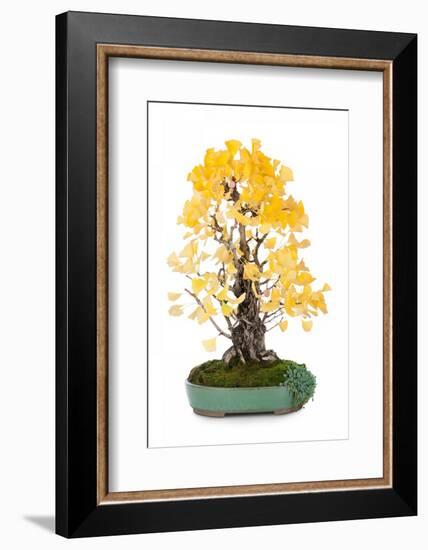 Bonsai Ginko Biloba-Fabio Petroni-Framed Photographic Print