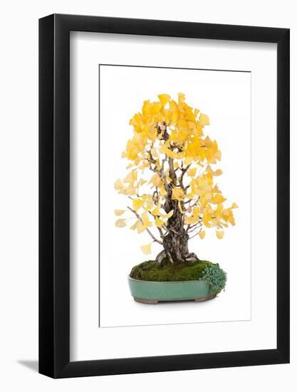 Bonsai Ginko Biloba-Fabio Petroni-Framed Photographic Print