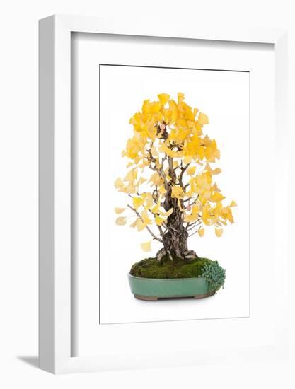 Bonsai Ginko Biloba-Fabio Petroni-Framed Photographic Print