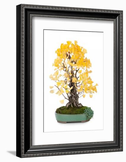 Bonsai Ginko Biloba-Fabio Petroni-Framed Photographic Print