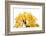 Bonsai Ginko Biloba-Fabio Petroni-Framed Photographic Print