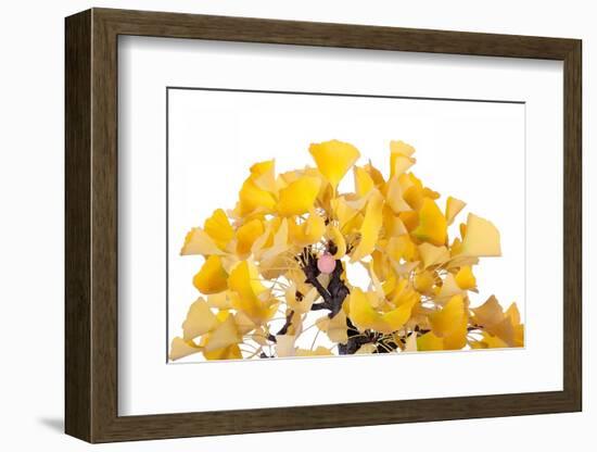 Bonsai Ginko Biloba-Fabio Petroni-Framed Photographic Print