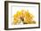 Bonsai Ginko Biloba-Fabio Petroni-Framed Photographic Print