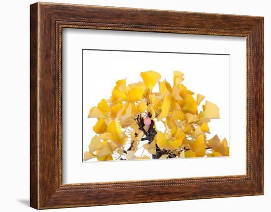 Bonsai Ginko Biloba-Fabio Petroni-Framed Photographic Print