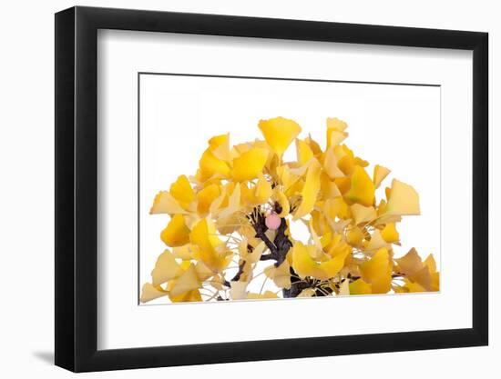 Bonsai Ginko Biloba-Fabio Petroni-Framed Photographic Print