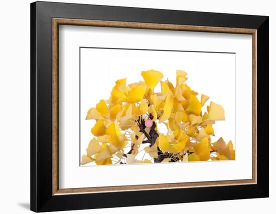 Bonsai Ginko Biloba-Fabio Petroni-Framed Photographic Print