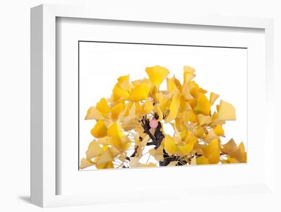 Bonsai Ginko Biloba-Fabio Petroni-Framed Photographic Print