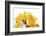 Bonsai Ginko Biloba-Fabio Petroni-Framed Photographic Print