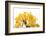 Bonsai Ginko Biloba-Fabio Petroni-Framed Photographic Print