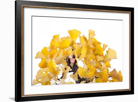 Bonsai Ginko Biloba-Fabio Petroni-Framed Photographic Print