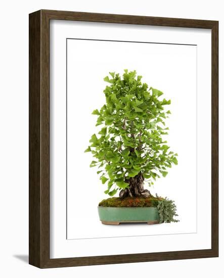 Bonsai Ginko Biloba-Fabio Petroni-Framed Photographic Print