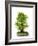 Bonsai Ginko Biloba-Fabio Petroni-Framed Photographic Print