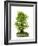 Bonsai Ginko Biloba-Fabio Petroni-Framed Photographic Print