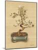 Bonsai II-Cheri Blum-Mounted Art Print