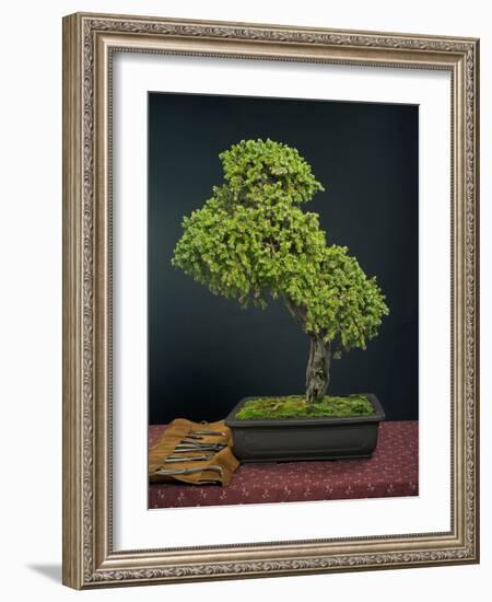 Bonsai, Japanese Art Form, Miniature Tree in Bon-Chris Willson-Framed Photographic Print