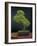 Bonsai, Japanese Art Form, Miniature Tree in Bon-Chris Willson-Framed Photographic Print