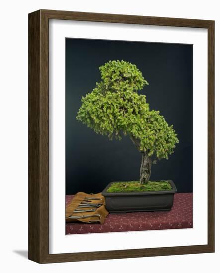 Bonsai, Japanese Art Form, Miniature Tree in Bon-Chris Willson-Framed Photographic Print