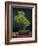 Bonsai, Japanese Art Form, Miniature Tree in Bon-Chris Willson-Framed Photographic Print