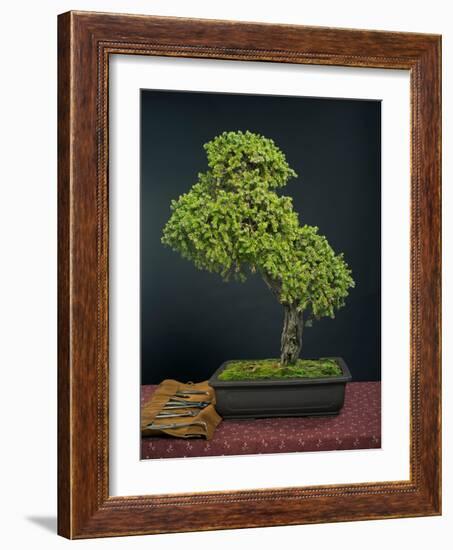 Bonsai, Japanese Art Form, Miniature Tree in Bon-Chris Willson-Framed Photographic Print