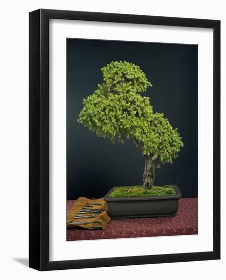 Bonsai, Japanese Art Form, Miniature Tree in Bon-Chris Willson-Framed Photographic Print