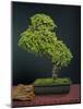 Bonsai, Japanese Art Form, Miniature Tree in Bon-Chris Willson-Mounted Photographic Print