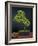 Bonsai, Japanese Art Form, Miniature Tree in Bon-Chris Willson-Framed Photographic Print