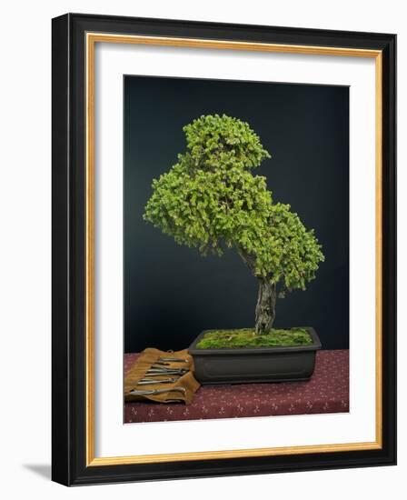 Bonsai, Japanese Art Form, Miniature Tree in Bon-Chris Willson-Framed Photographic Print