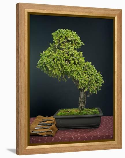 Bonsai, Japanese Art Form, Miniature Tree in Bon-Chris Willson-Framed Premier Image Canvas