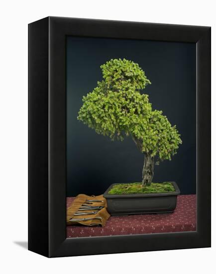 Bonsai, Japanese Art Form, Miniature Tree in Bon-Chris Willson-Framed Premier Image Canvas