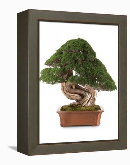 Bonsai Juniper-Fabio Petroni-Framed Premier Image Canvas