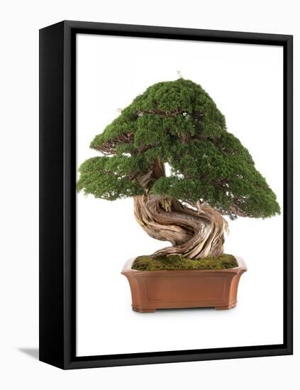 Bonsai Juniper-Fabio Petroni-Framed Premier Image Canvas