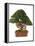 Bonsai Juniper-Fabio Petroni-Framed Premier Image Canvas