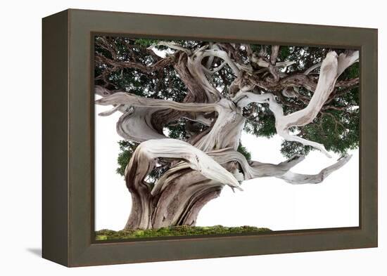 Bonsai Juniper-Fabio Petroni-Framed Premier Image Canvas