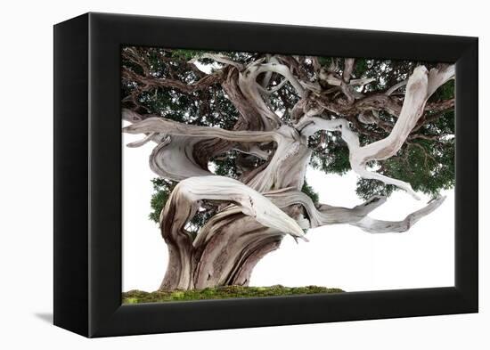 Bonsai Juniper-Fabio Petroni-Framed Premier Image Canvas