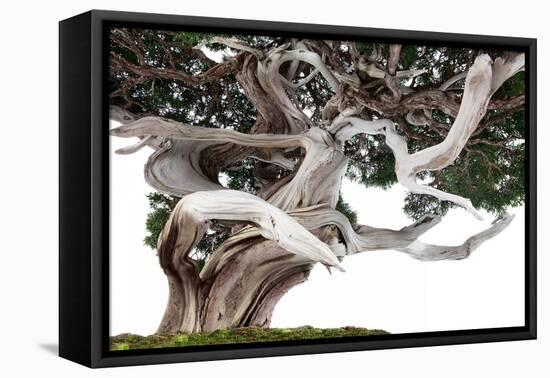 Bonsai Juniper-Fabio Petroni-Framed Premier Image Canvas