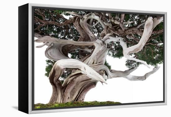 Bonsai Juniper-Fabio Petroni-Framed Premier Image Canvas