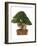 Bonsai Juniper-Fabio Petroni-Framed Photographic Print