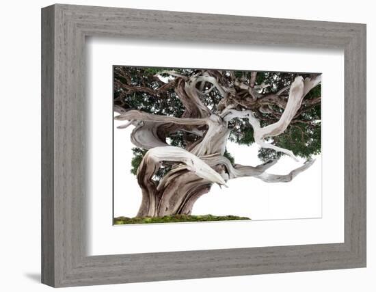 Bonsai Juniper-Fabio Petroni-Framed Photographic Print