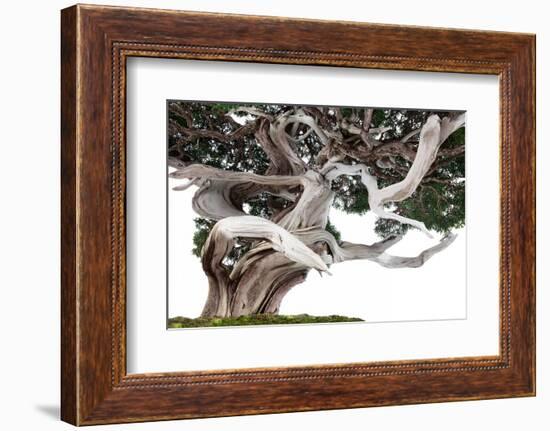 Bonsai Juniper-Fabio Petroni-Framed Photographic Print