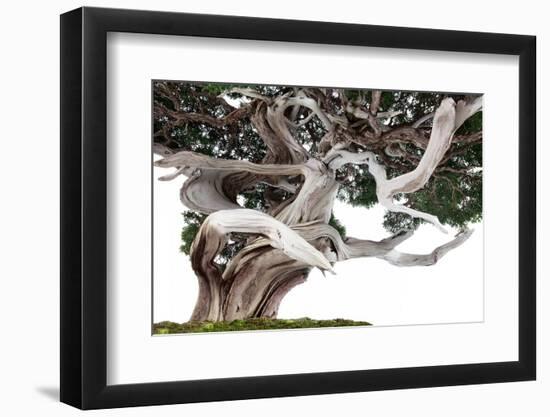 Bonsai Juniper-Fabio Petroni-Framed Photographic Print