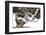 Bonsai Juniper-Fabio Petroni-Framed Photographic Print