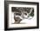 Bonsai Juniper-Fabio Petroni-Framed Photographic Print